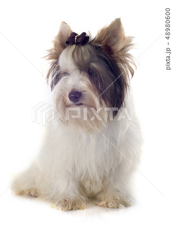biewer yorkshire terrier biewer yorkshire terrier 48980600