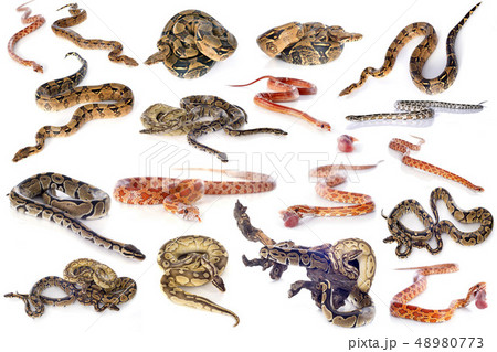 group of snakes group of snakes 48980773