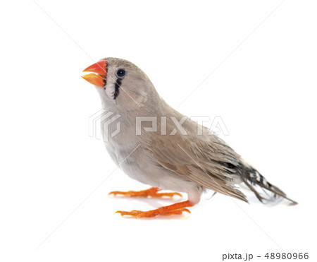 female Zebra finch female Zebra finch 48980966