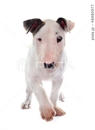 puppy bull terrier 48980977