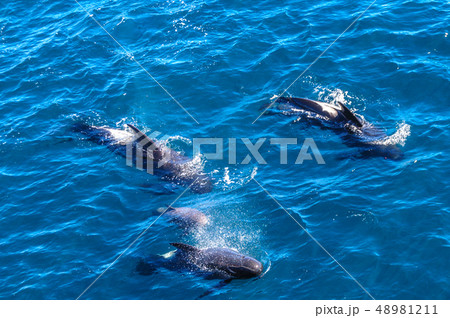 Long-Finned Pilot Whales in the Southern Atlantic Ocean 48981211