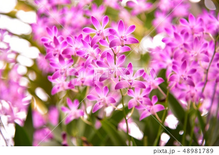 デンドロビウム　デンドロビューム 48981789