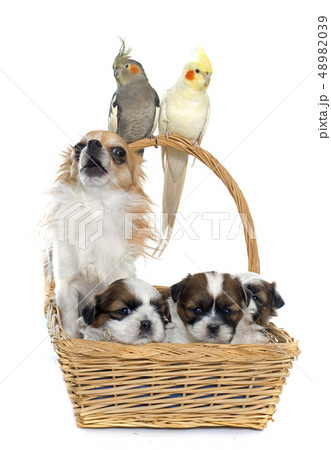 three cockatiel and dogs 48982039