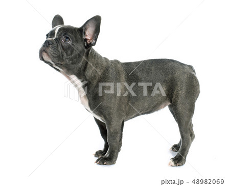 puppy french bulldog puppy french bulldog 48982069