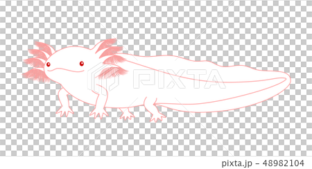 ウーパールーパー　全身　Axolotl　アルビノ 48982104