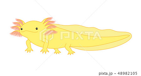 ウーパールーパー　全身　Axolotl　黄色 48982105