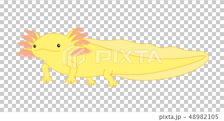 ウーパールーパー　全身　Axolotl　黄色 48982105
