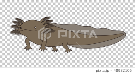 Wooper-per-body Axolotl black Wooper-per-body Axolotl black 48982106