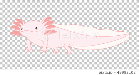 ウーパールーパー　Axolotl　ピンク 48982108
