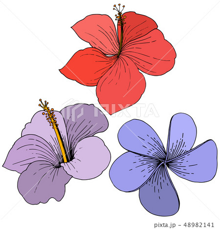 Vector Hibiscus floral tropical flowers. Engraved ink art. Isolated hibiscus illustration element on Vector Hibiscus floral tropical flowers. Engraved ink art. Isolated hibiscus illustration element on 48982141