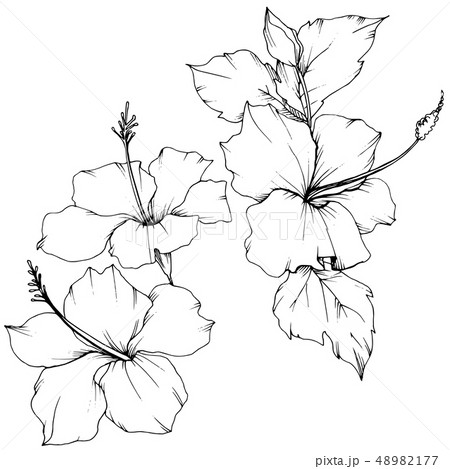 Vector Hibiscus floral botanical flower. Black and white engraved ink art. Isolated hibiscus Vector Hibiscus floral botanical flower. Black and white engraved ink art. Isolated hibiscus 48982177