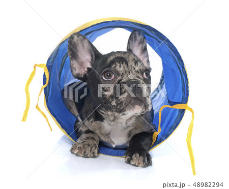 puppy french bulldog in tunnel puppy french bulldog in tunnel 48982294
