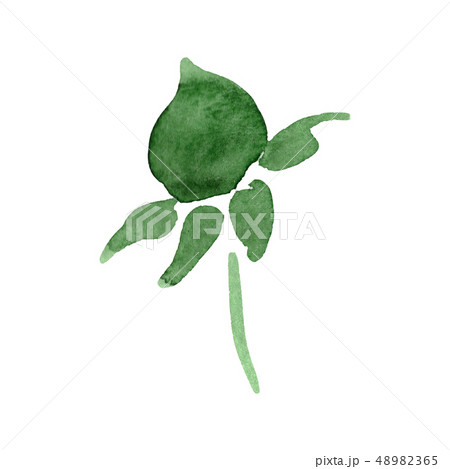Aster green bud floral botanical flower. Watercolor background illustration set. Isolated aster 48982365