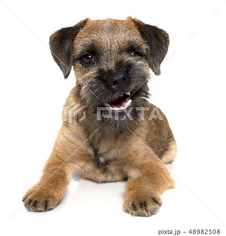 growling border terrier 48982508
