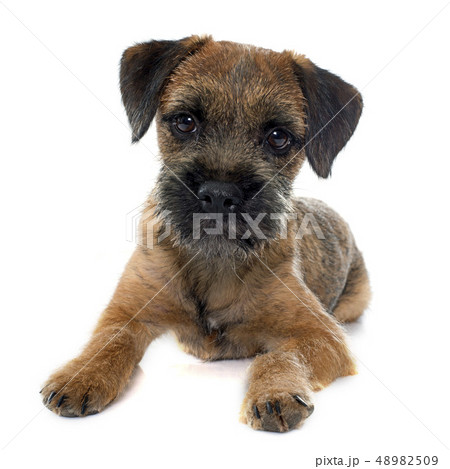 purebred border terrier 48982509
