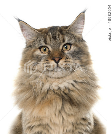 maine coon cat maine coon cat 48982654