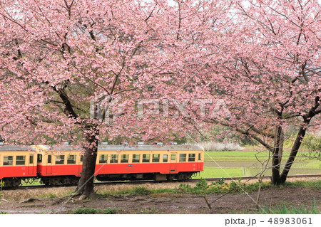 小湊鐵道「満開の河津桜とローカル列車」 48983061