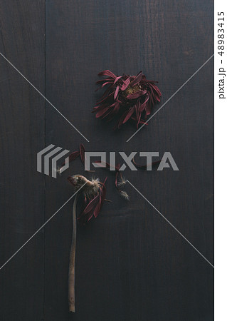 枯れた花 ガーベラ 枯れ花 花 の写真素材 4415