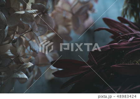 枯れた花　ガーベラ　枯れ花　花　 48983424