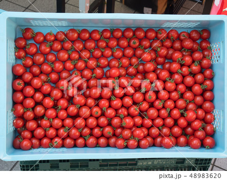 中玉トマト　フルティカ 48983620