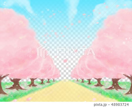満開 晴れた日の春の桜並木道のイラスト素材 4724