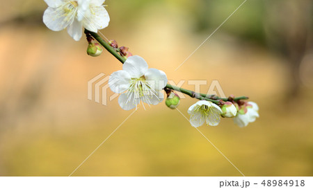 梅の花 48984918