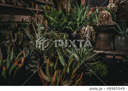 多肉植物　アガベ　サボテン　グリーン　砂漠　マーケット 48985049