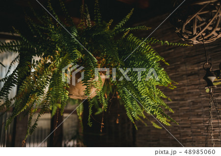 多肉植物　アガベ　サボテン　グリーン　砂漠　マーケット 48985060