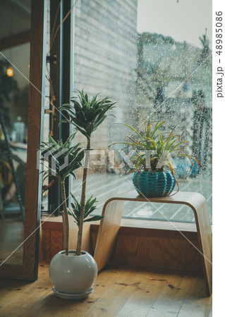 多肉植物　アガベ　サボテン　グリーン　砂漠　マーケット 48985086