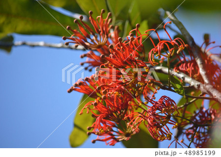 Australian native Firewheel tree flowers 48985199
