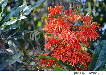 Australian native Firewheel tree flowers 48985202
