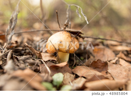 Edible fungus grows in the woods 48985804