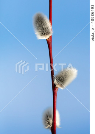 Fluffy pussy willow against the blue sky 48986493