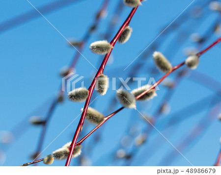 Fluffy pussy willow against the blue sky 48986679