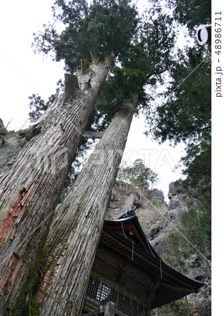 榛名神社　矢立杉 48986711