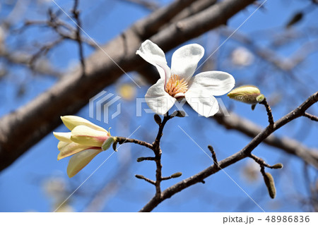 コブシ(辛夷) コブシ(辛夷) 48986836