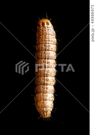 the caterpillar crawls on a black background 48986975