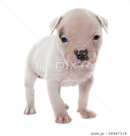 puppy american bulldog 48987319