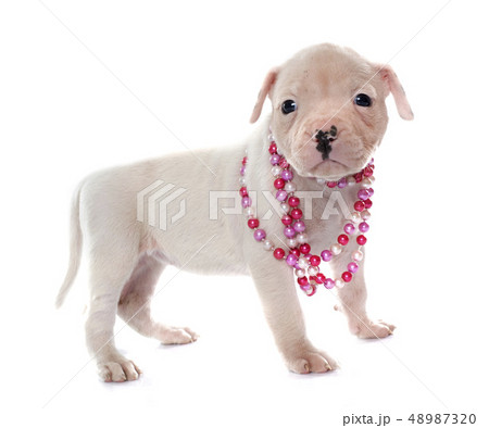 puppy american bulldog 48987320