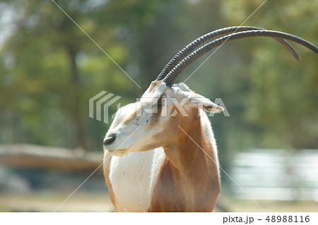 サファリパーク　シロオリックス 48988116