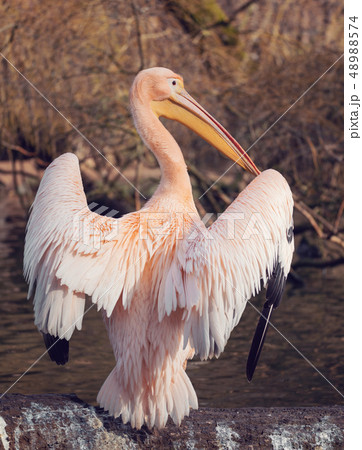 Great White Pelican 48988574