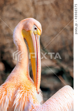 Great White Pelican 48988575