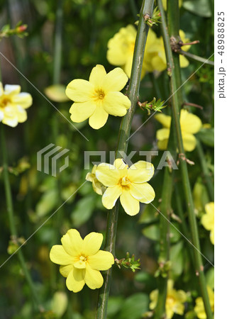 ウンナンオウバイ 48988825