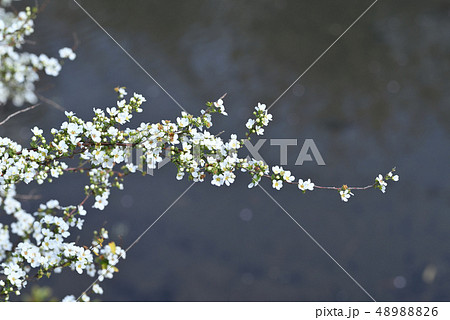 ユキヤナギ 48988826