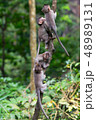 Group of young monkeys climb up a thin tree in the Ubud jungle. Monkeys overcomes difficulties. 48989131