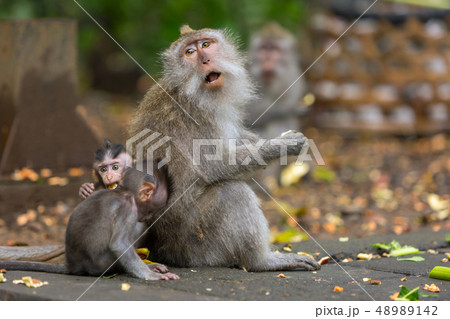 Mother monkey eats batatas with his children sitting on the ground in the jungle. 48989142