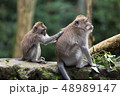 A small monkey cleans the fur with the hands of a large macaque sitting on a stone in the jungle. 48989147