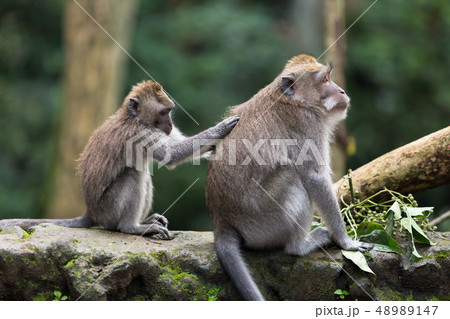 A small monkey cleans the fur with the hands of a large macaque sitting on a stone in the jungle. 48989147