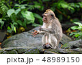 Little monkey clapping his hands sitting on a rock in the jungle. 48989150