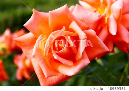 【大阪】中之島公園のばらの小径　グラデーションきれいなバラのアップ 48989581